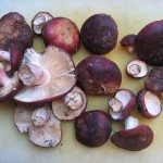 shrimp russula