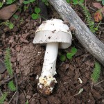 Amanita 