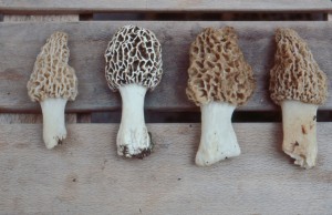 4morels