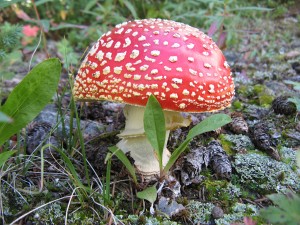 A muscaria