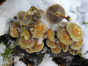 IMG_0996