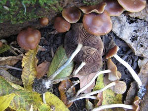 IMG_1170
