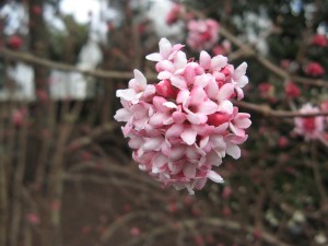 IMG_2729