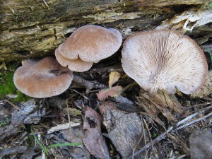 IMG_2848