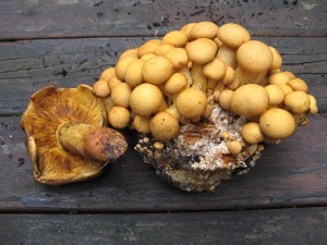 IMG_3361