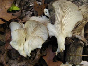 IMG_3887