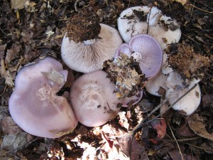 IMG_4221a