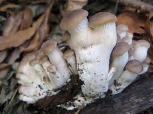 IMG_4361