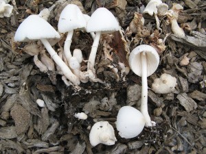 IMG_8157