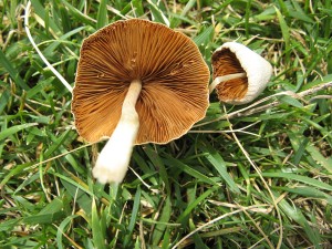 IMG_8431