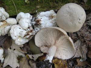 IMG_8858