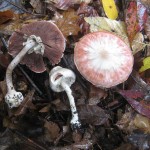 Agaricus placomyces complex