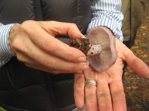 BlewitNYBG