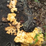 Chicken Mushroom