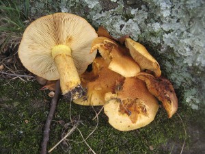 GymnopilusNYBGoct