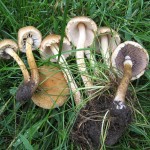 Psathyrella velutina
