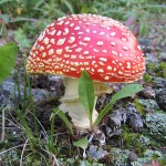 Fly-Agaric Amanita (muscaria)
