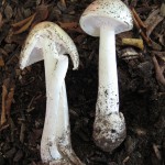 Destroying Angel Amanita