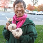 Shaggy Parasol, Macrolepiota rhacodes