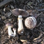 Stropharia rugosoannulata