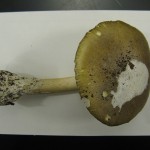 Death Cap Amanita
