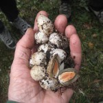 Stinkhorn eggs (Mutinus elegans)