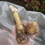 Phallus ravenelii