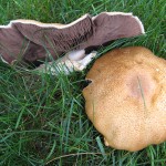 Agaricus subrufescens
