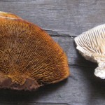 gloeoLenz2