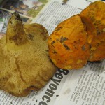 Tylopilus ballouii