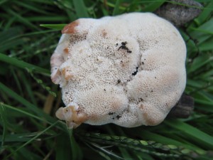 Abortiporus