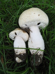 AgMacro