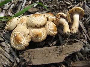 Agrocybe