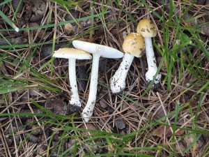amanita cf gemmata complex