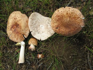 Amanita rubescens