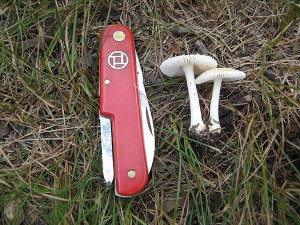 mystery amanita