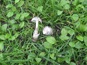 Amanita vaginata