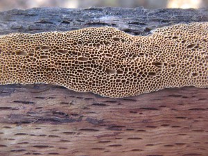 AntrodiaMalicolaCP