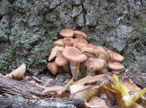 ArmillariaMelleaCP