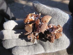AuriculariaCPdec