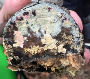 BirchButtCP