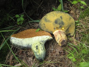 BoletusRufomaculatus