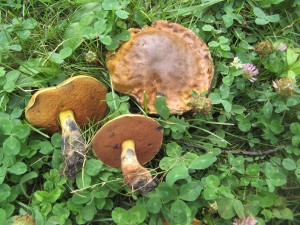 BoletusSubvelCP