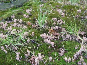 ClavulinaCP