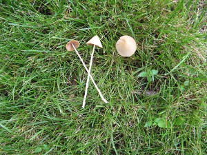 Conocybe lactea