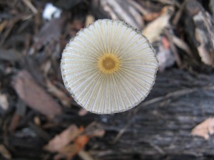 CopPlic