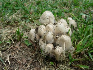 CoprinusQuaadrifidus