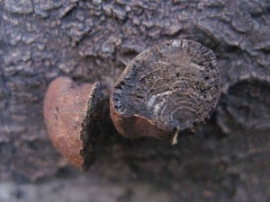 DaldiniaCP