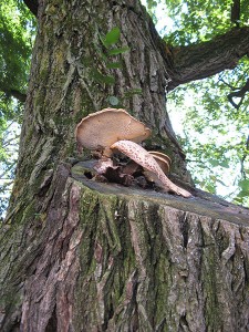 Polyporus squamosus