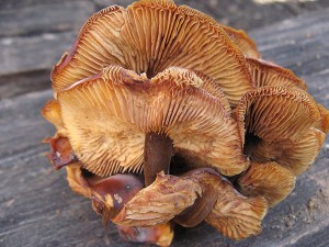 New Year's day Flammulina (wild enoki)